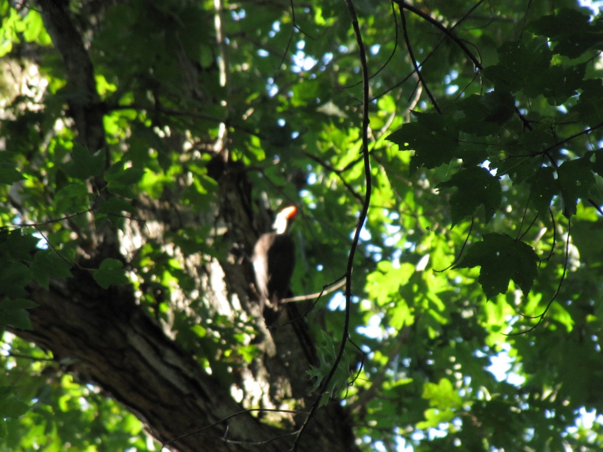 Pileated Woodpecker - ML639951813
