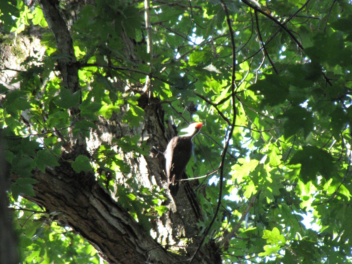 Pileated Woodpecker - ML639951814