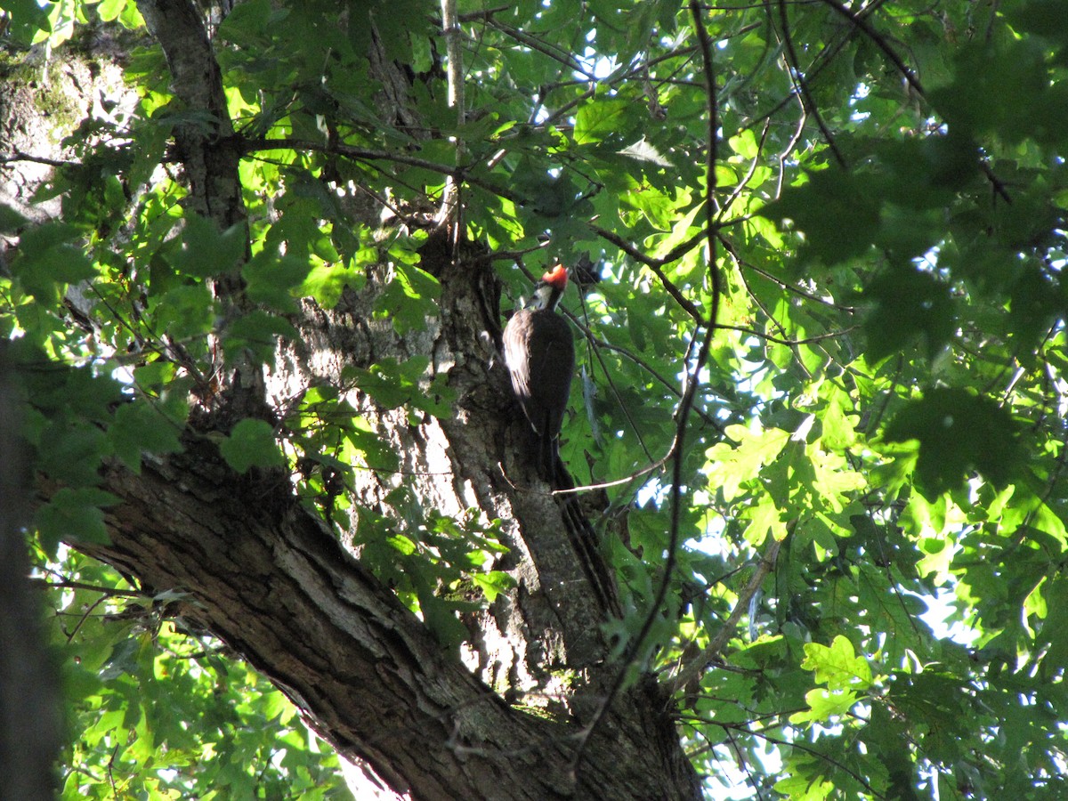 Pileated Woodpecker - ML639951816