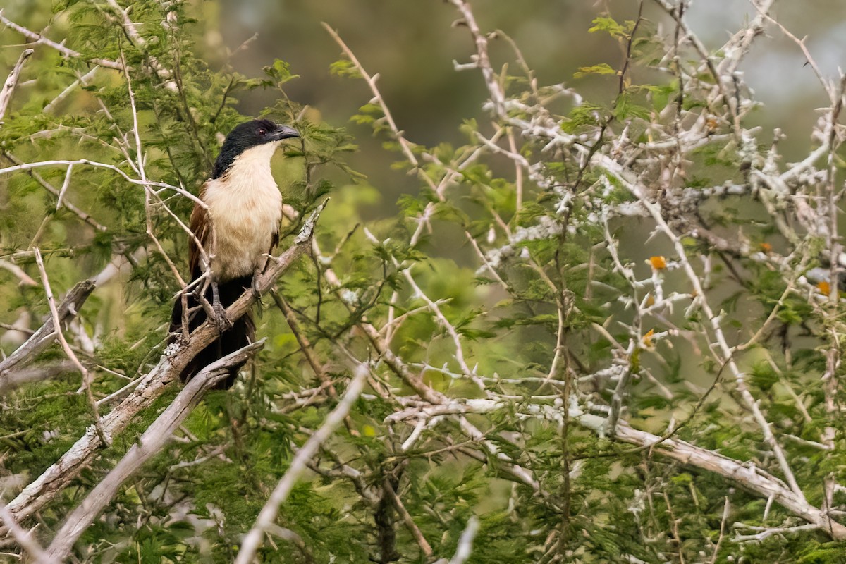 Coucal de Burchell - ML639951911