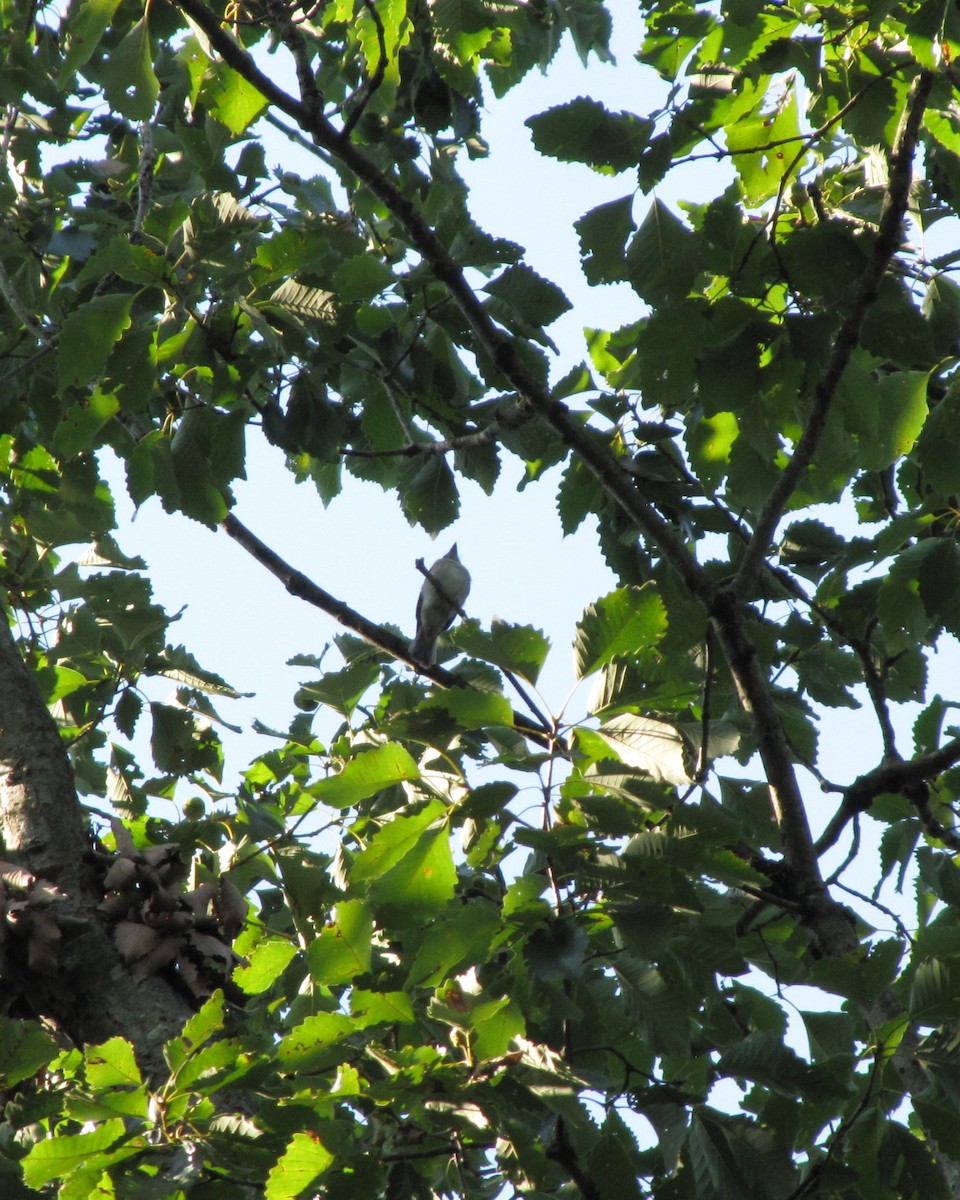 White-breasted Nuthatch - ML639951920