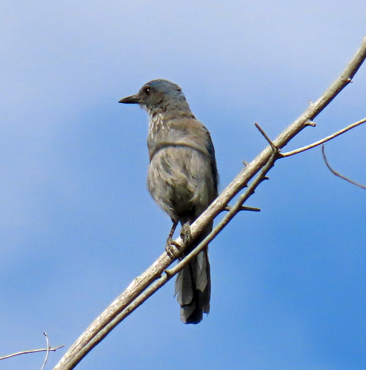 Woodhouse's Scrub-Jay - ML639951985