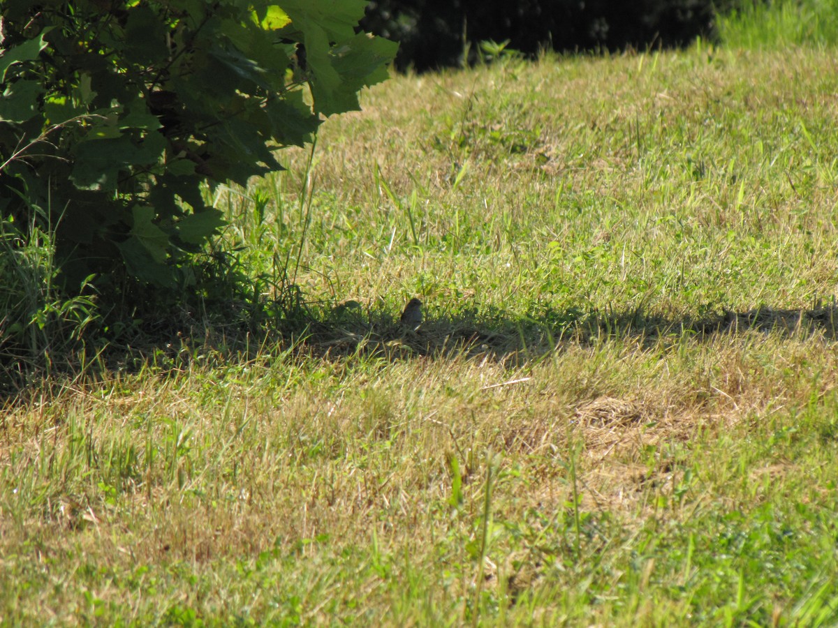 Field Sparrow - ML639952050