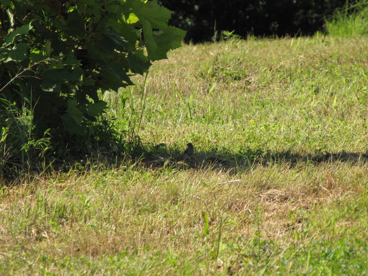 Field Sparrow - ML639952051