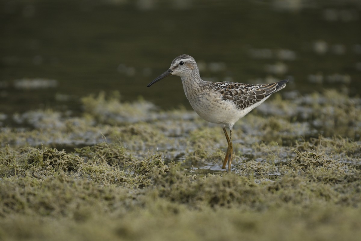 Stilt Sandpiper - ML639952078