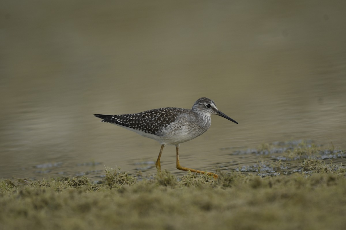 Lesser Yellowlegs - ML639952114