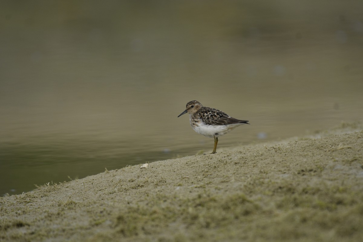 Least Sandpiper - ML639952137