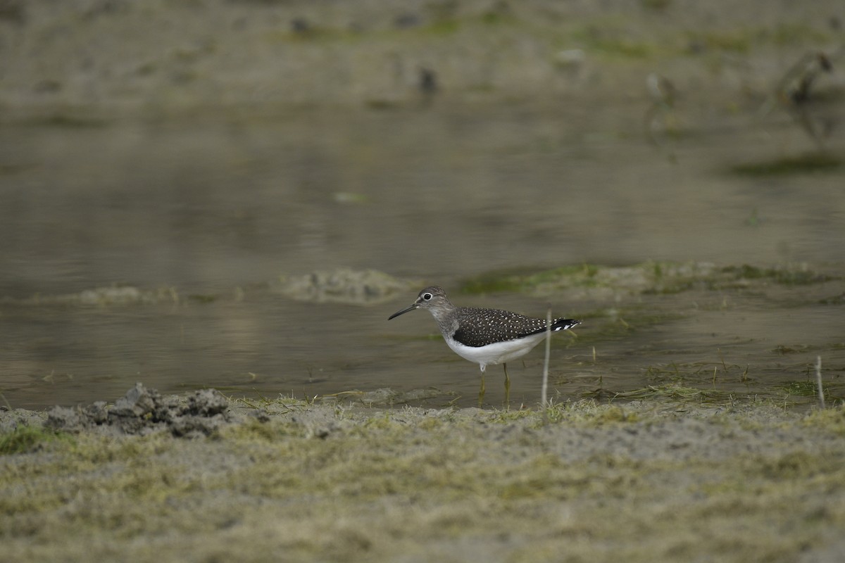 Solitary Sandpiper (solitaria) - ML639952151