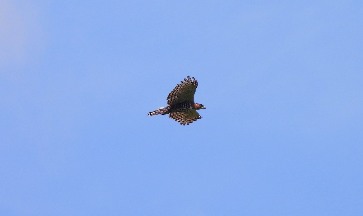 Ornate Hawk-Eagle - ML639952216