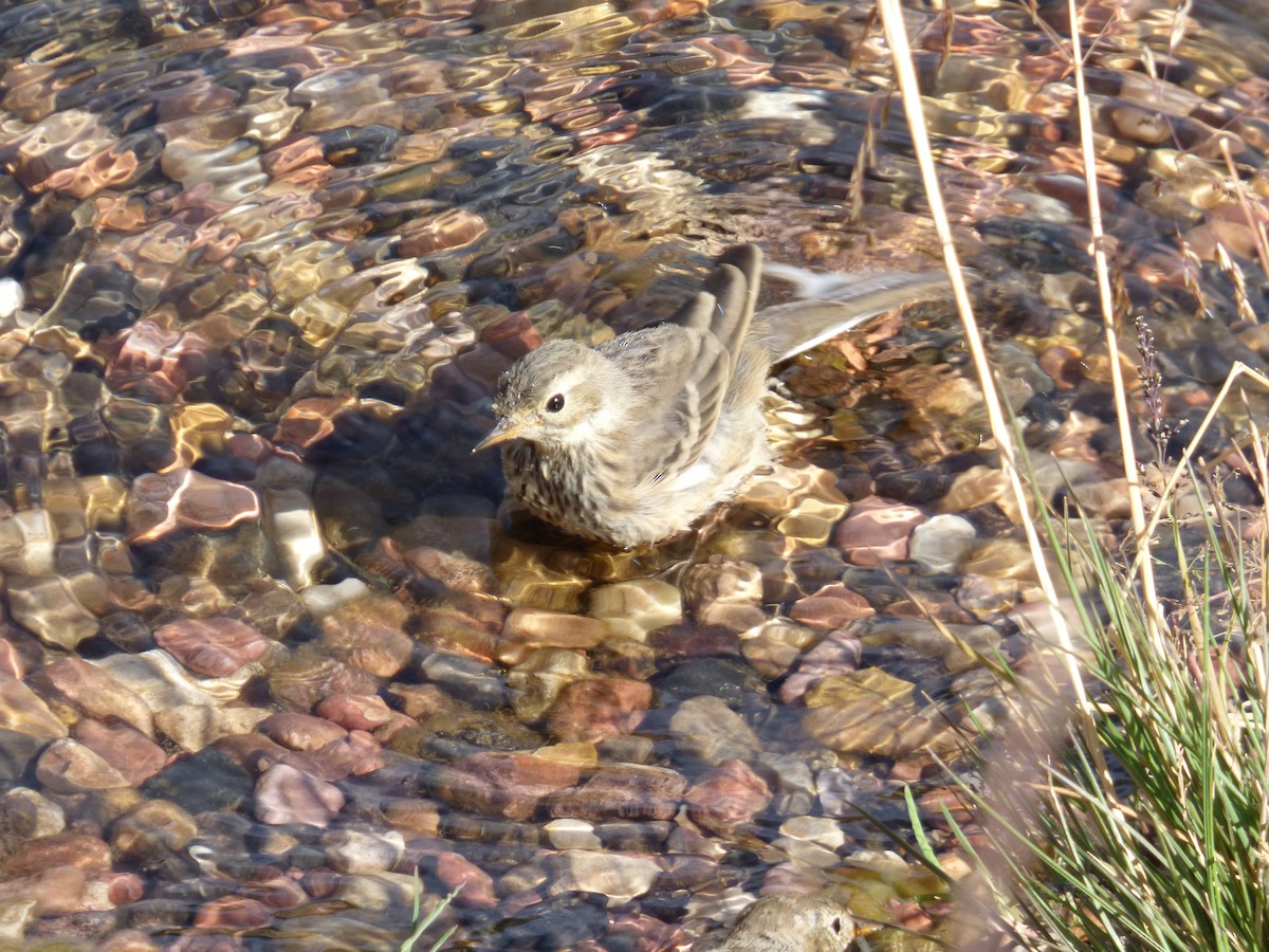 American Pipit - ML639952243