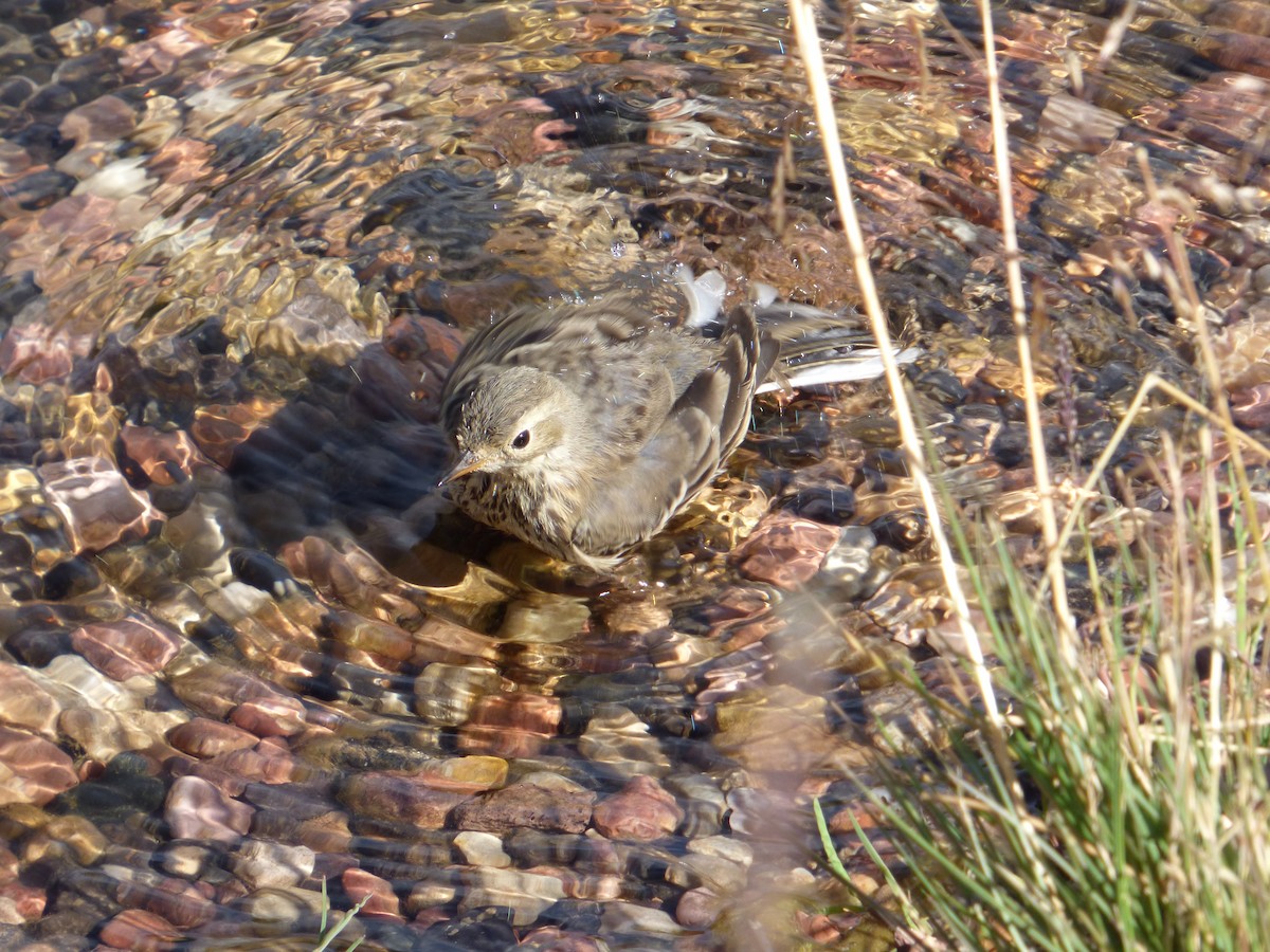American Pipit - ML639952244