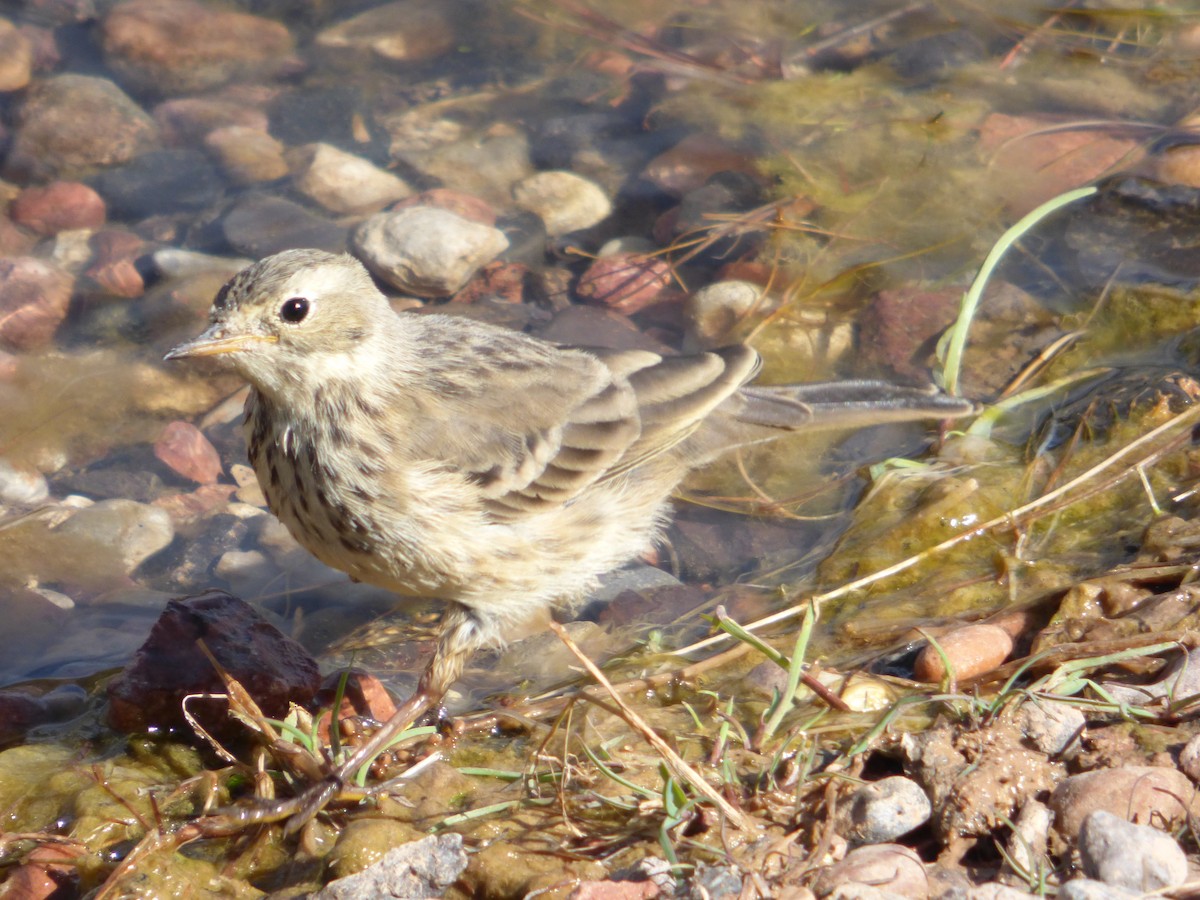 American Pipit - ML639952245