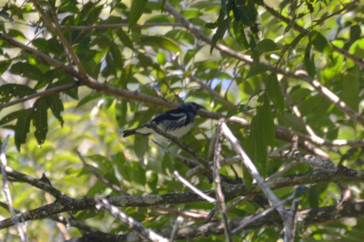 White-bellied Tanager - ML639952286