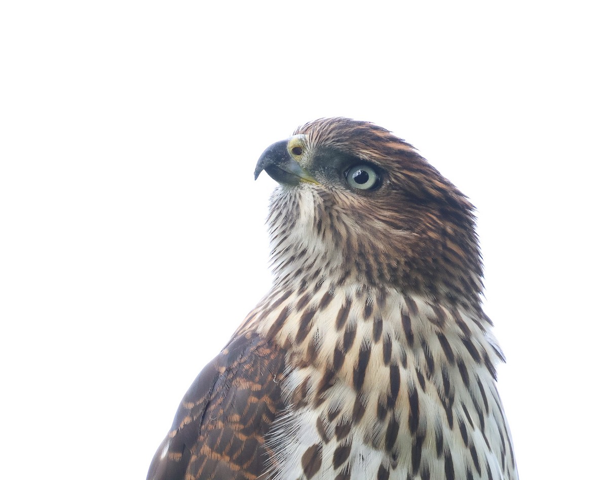 Cooper's Hawk - ML639952289