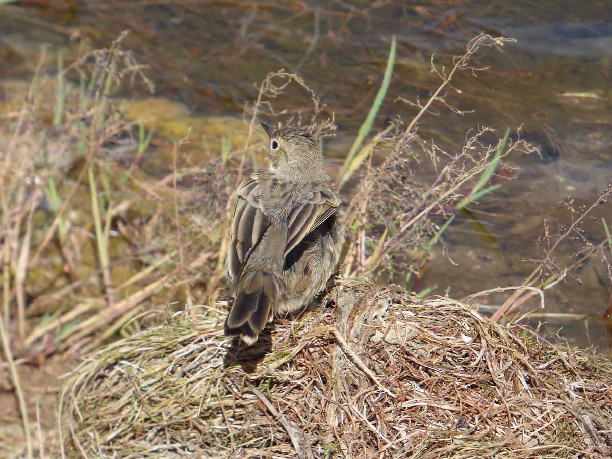 American Pipit - ML639952303