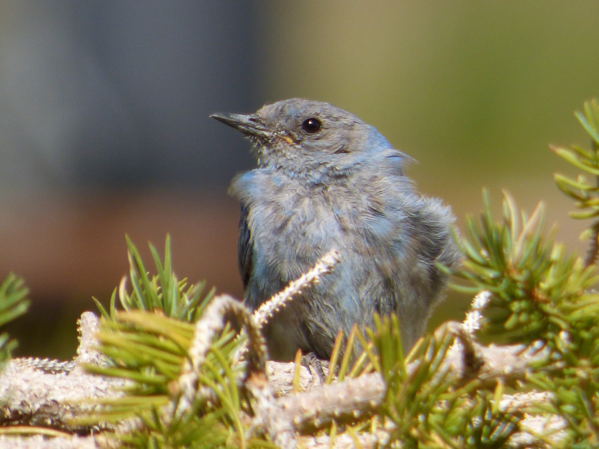 Mountain Bluebird - ML639952324