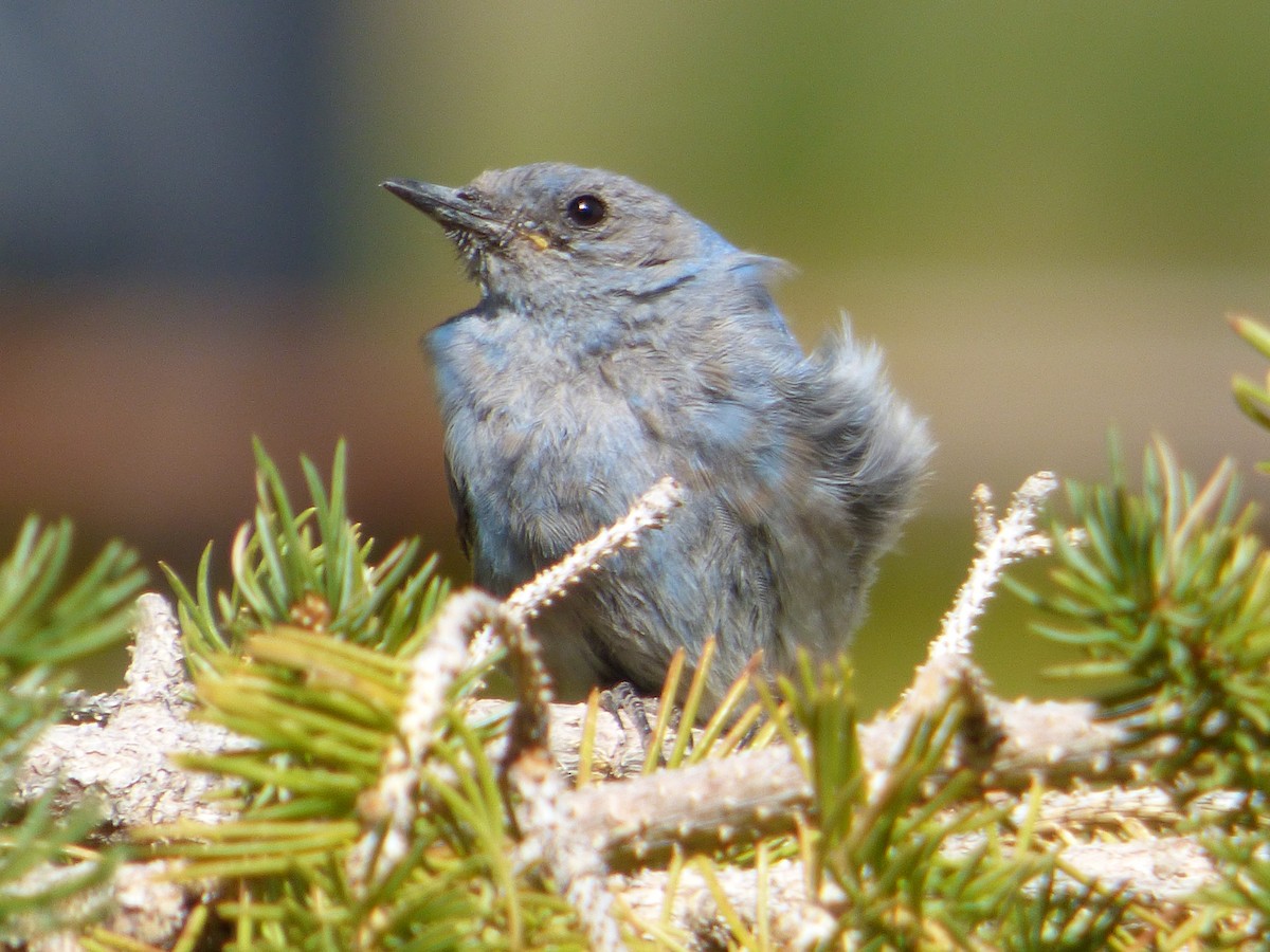 Mountain Bluebird - ML639952325