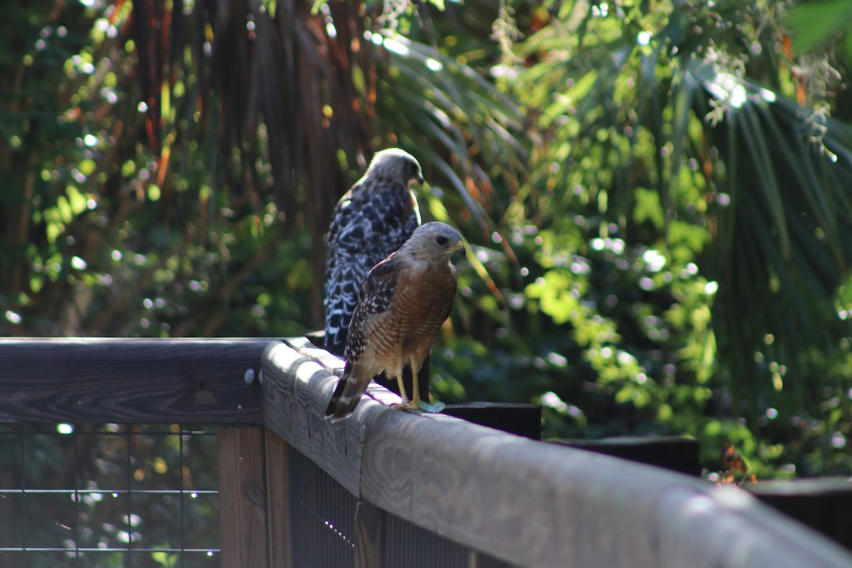 Red-shouldered Hawk - ML639952375