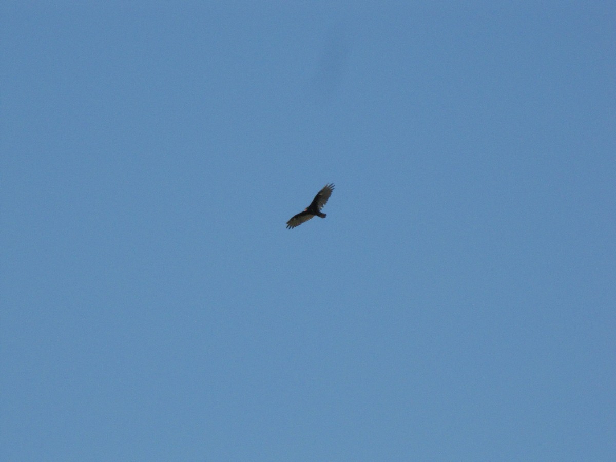 Turkey Vulture - ML639952377