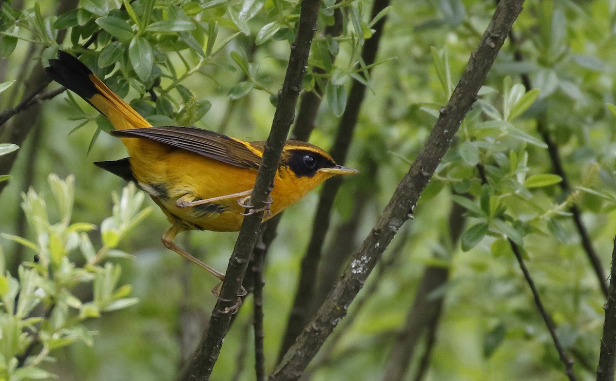 Golden Bush-Robin - ML63995241