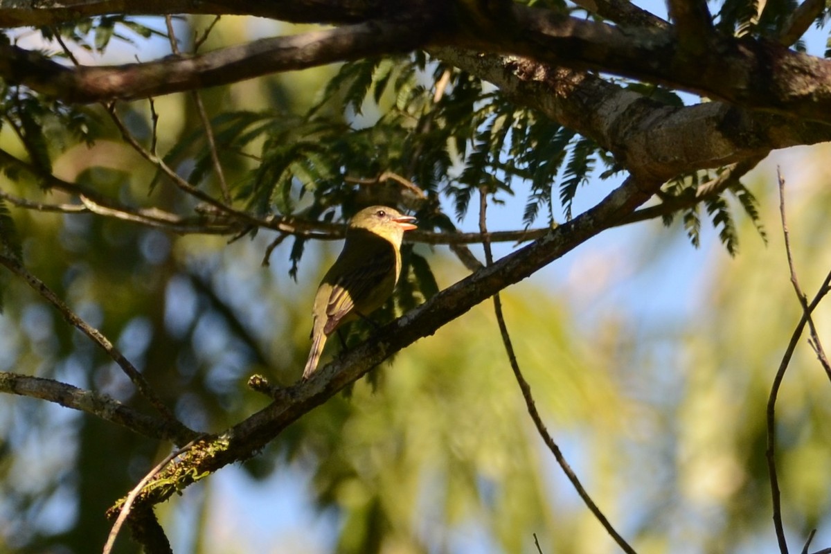 Rough-legged Tyrannulet - ML639952415