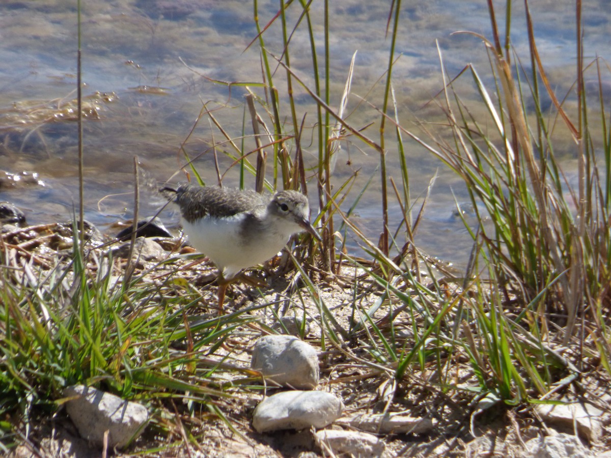 Spotted Sandpiper - ML639952425