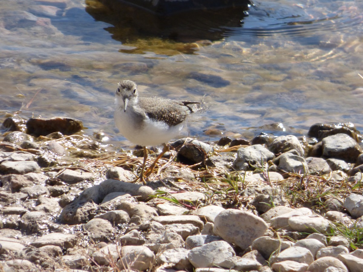 Spotted Sandpiper - ML639952428