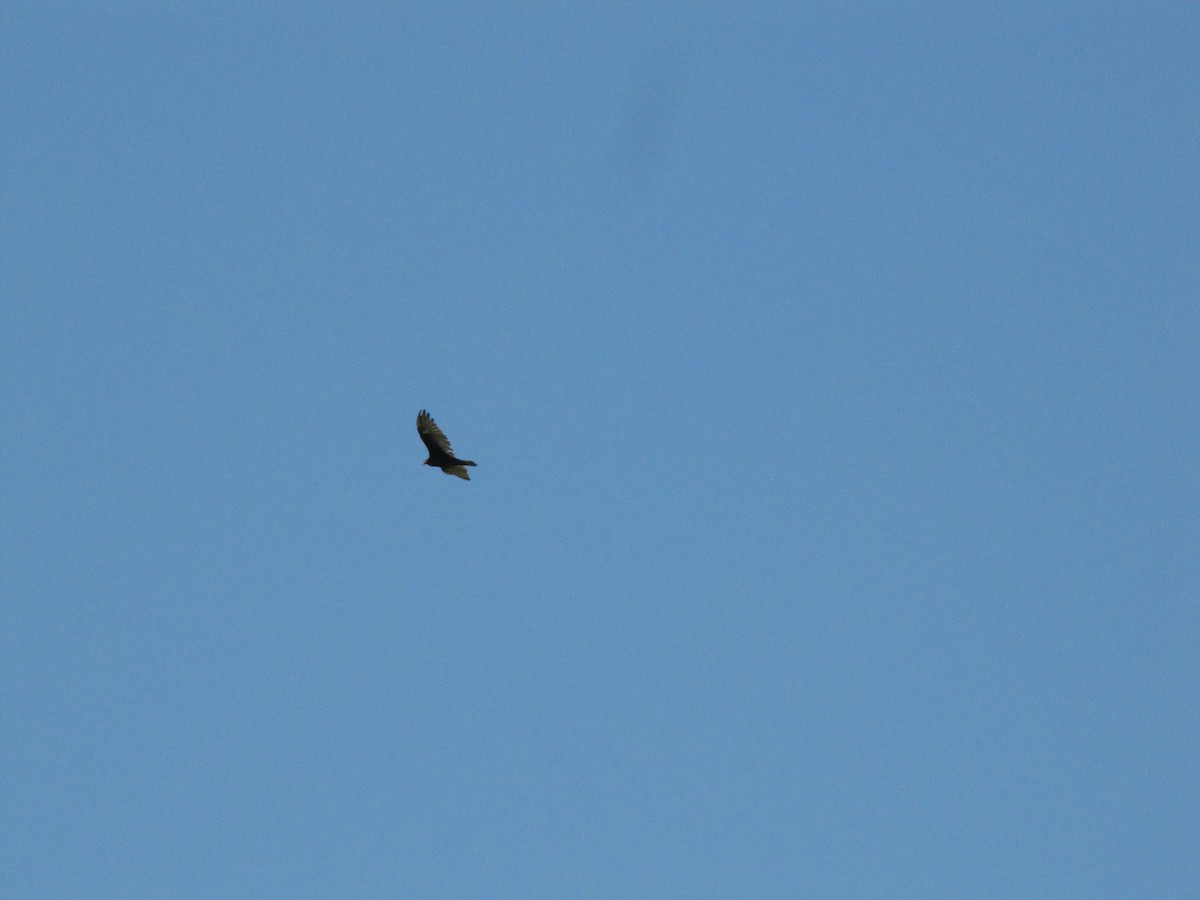 Turkey Vulture - ML639952459