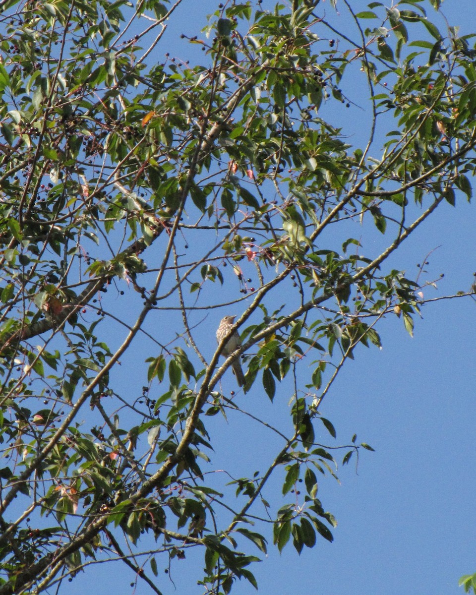 Eastern Bluebird - ML639952480