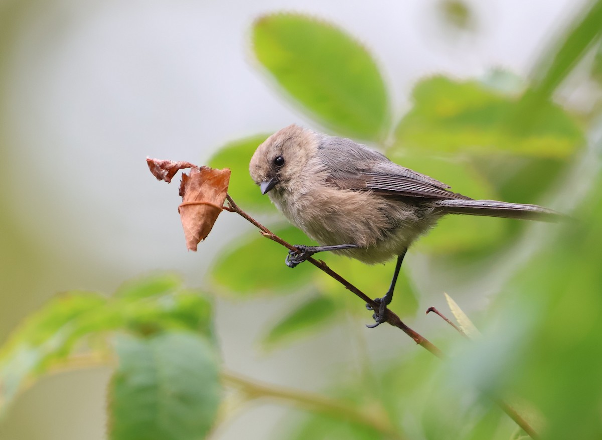 Bushtit - ML639952644