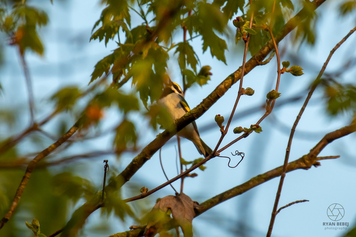 Golden-winged Warbler - ML639952647