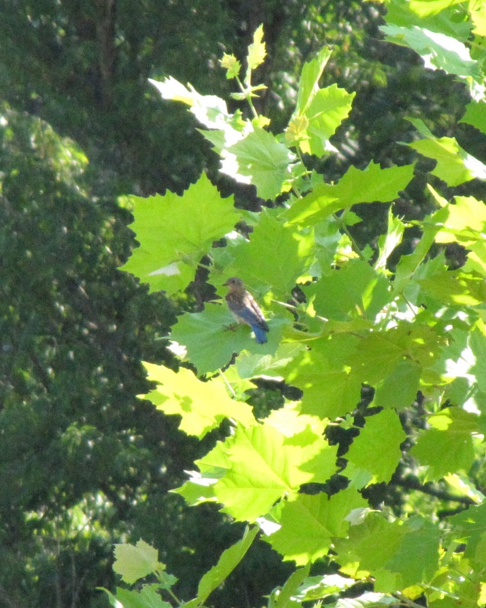 Eastern Bluebird - ML639952683