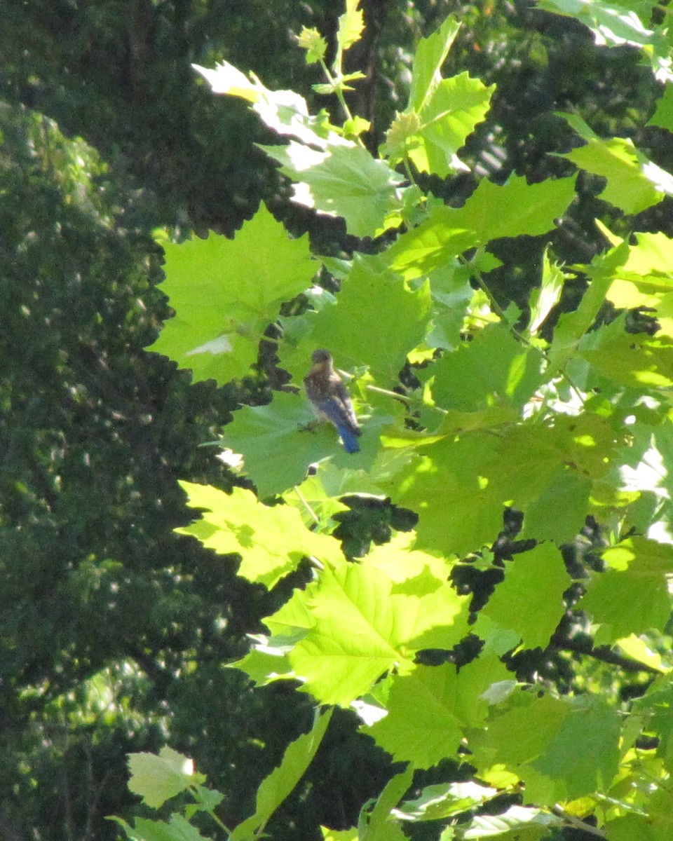 Eastern Bluebird - ML639952687