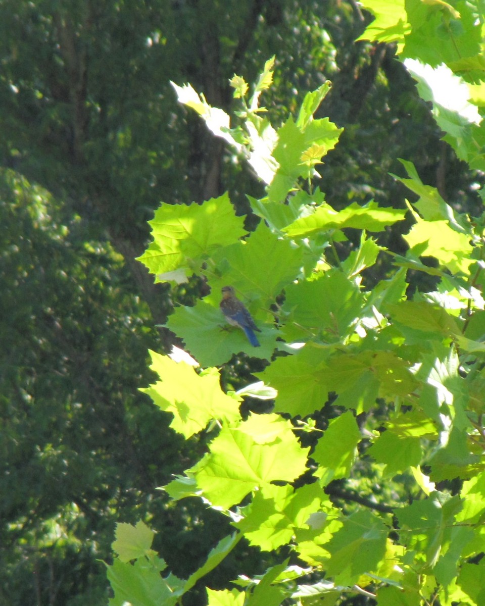 Eastern Bluebird - ML639952695