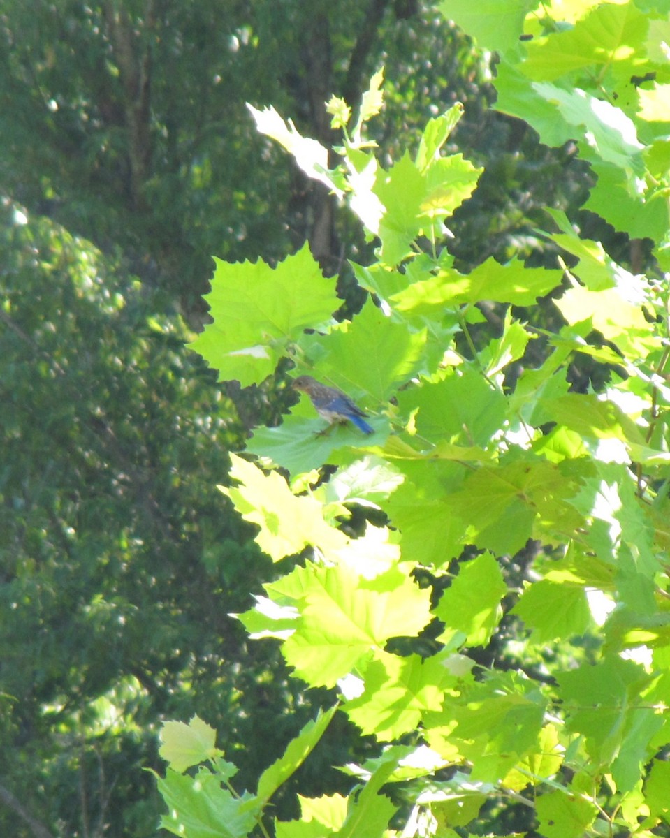 Eastern Bluebird - ML639952697