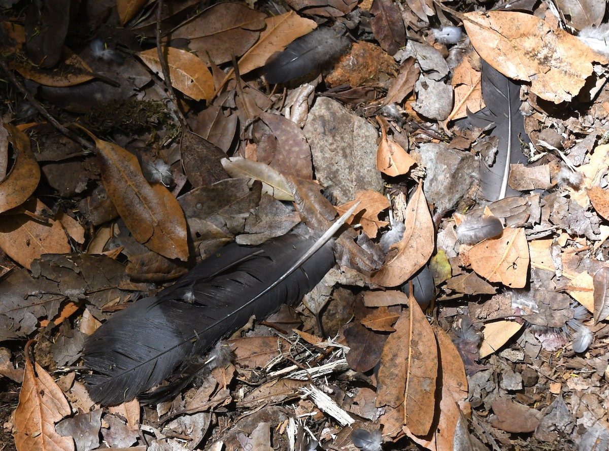 Bolle's Pigeon - ML639952704
