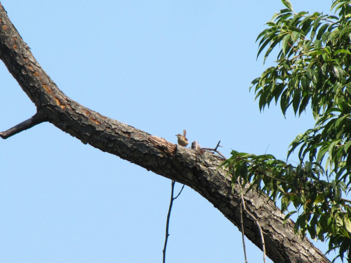Carolina Wren - ML639952742