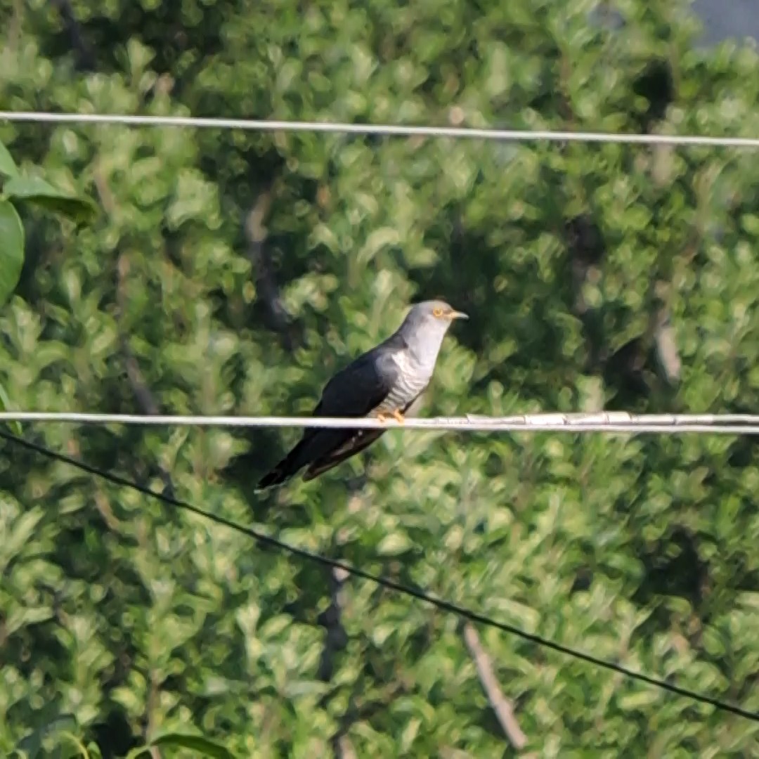 Himalajakuckuck - ML639952770