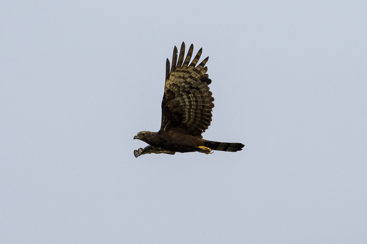 Falco pecchiaiolo orientale - ML639952839