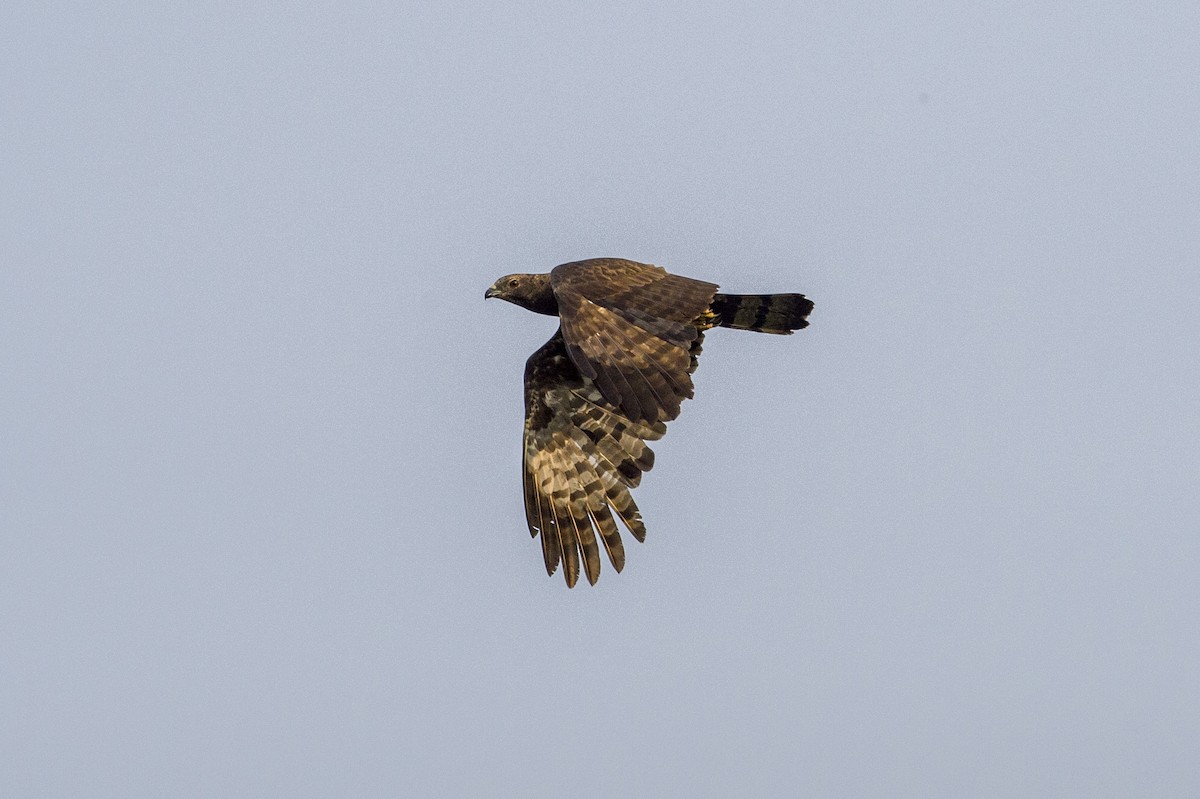 Falco pecchiaiolo orientale - ML639952840