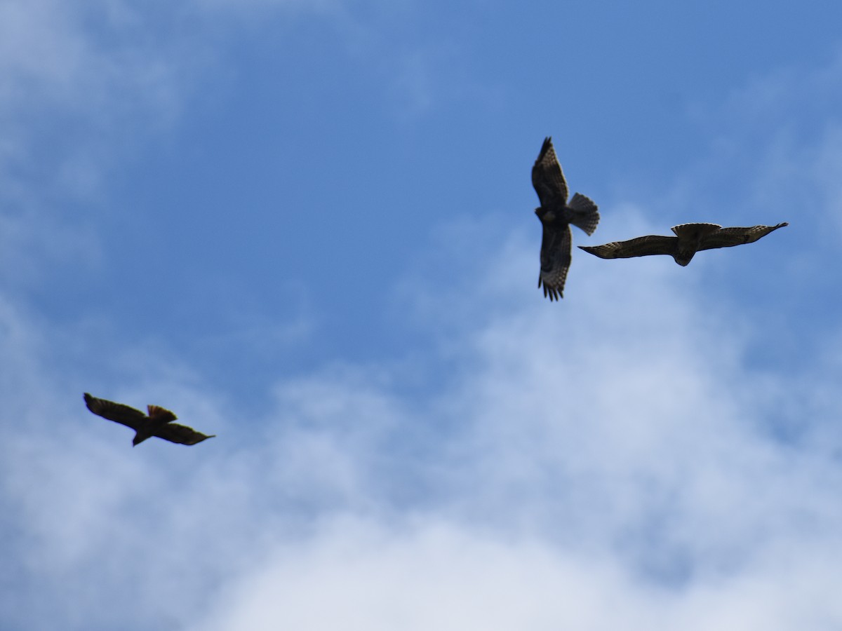 Red-tailed Hawk - ML639952847