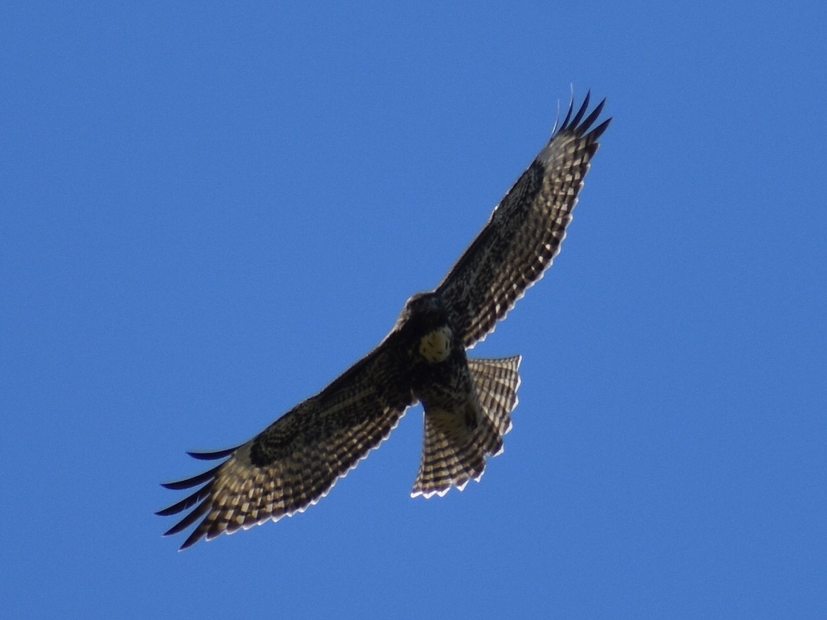 Red-tailed Hawk - ML639952877