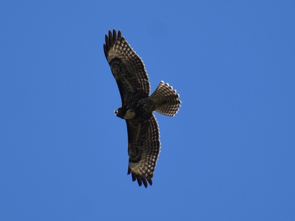 Red-tailed Hawk - ML639952878