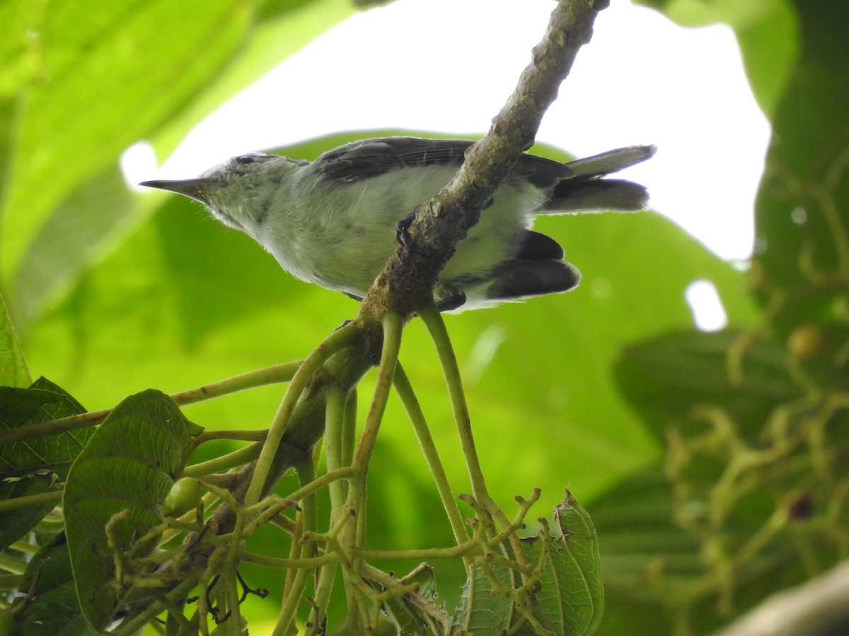 White-browed Gnatcatcher - ML639952902