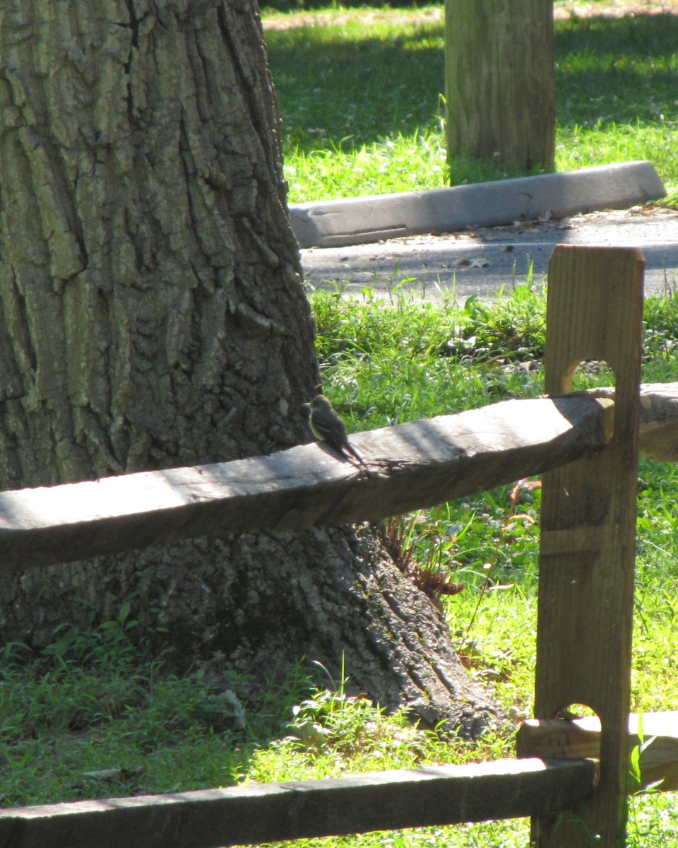 Eastern Wood-Pewee - ML639952923