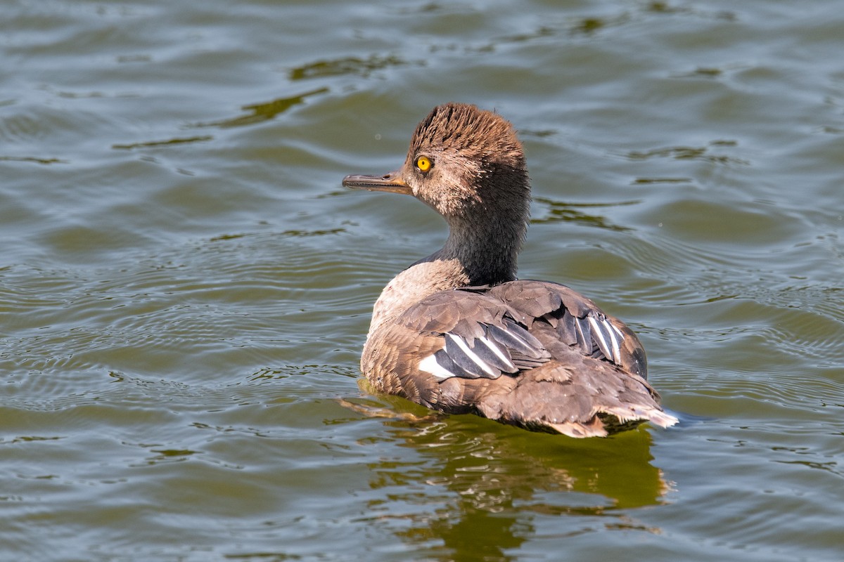 Hooded Merganser - ML639952968