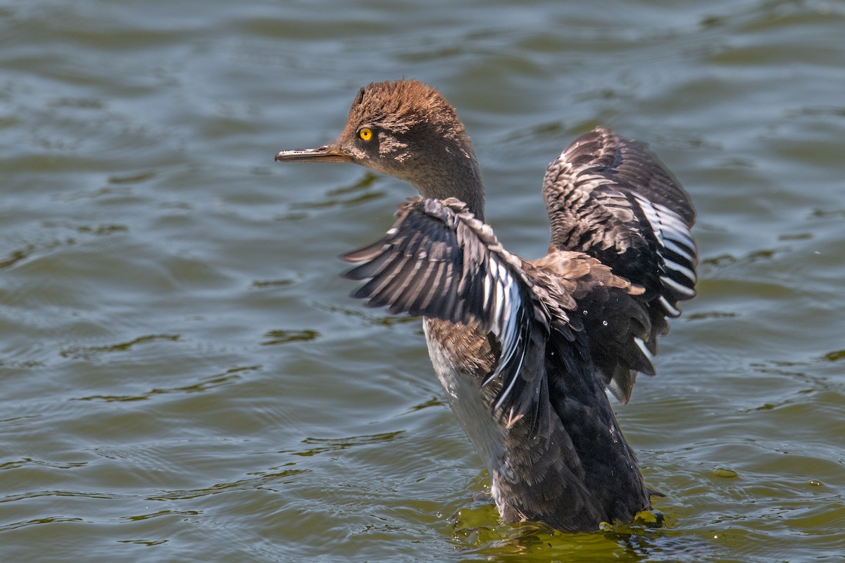 Hooded Merganser - ML639952969