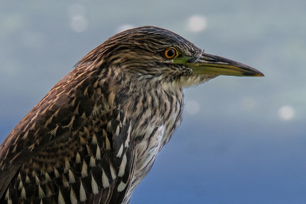 Black-crowned Night Heron - ML639952981