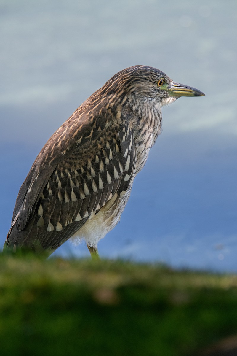 Black-crowned Night Heron - ML639953000