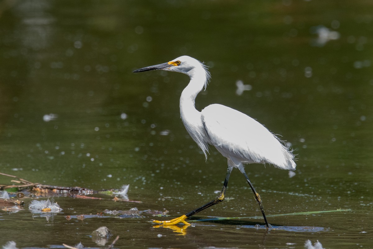 Snowy Egret - ML639953004